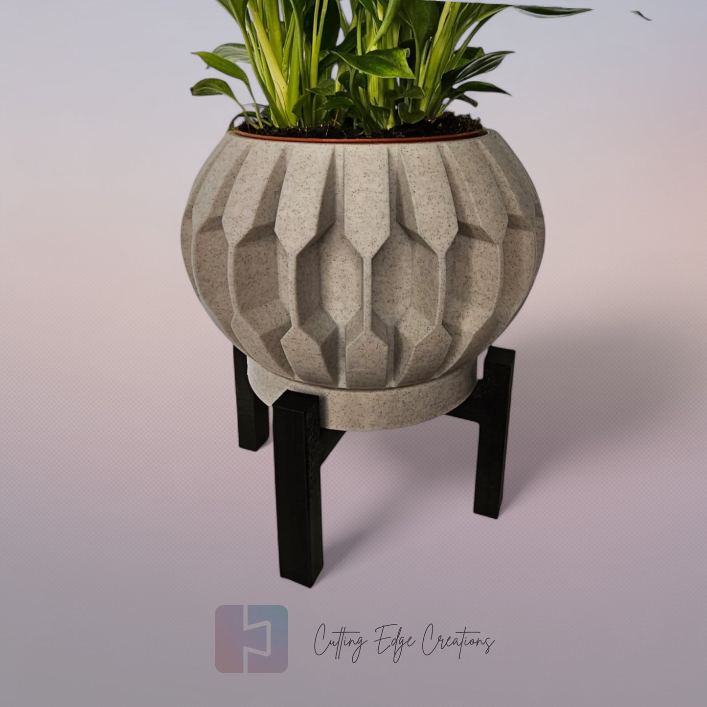 Century Planter