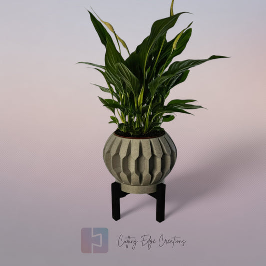 Century Planter