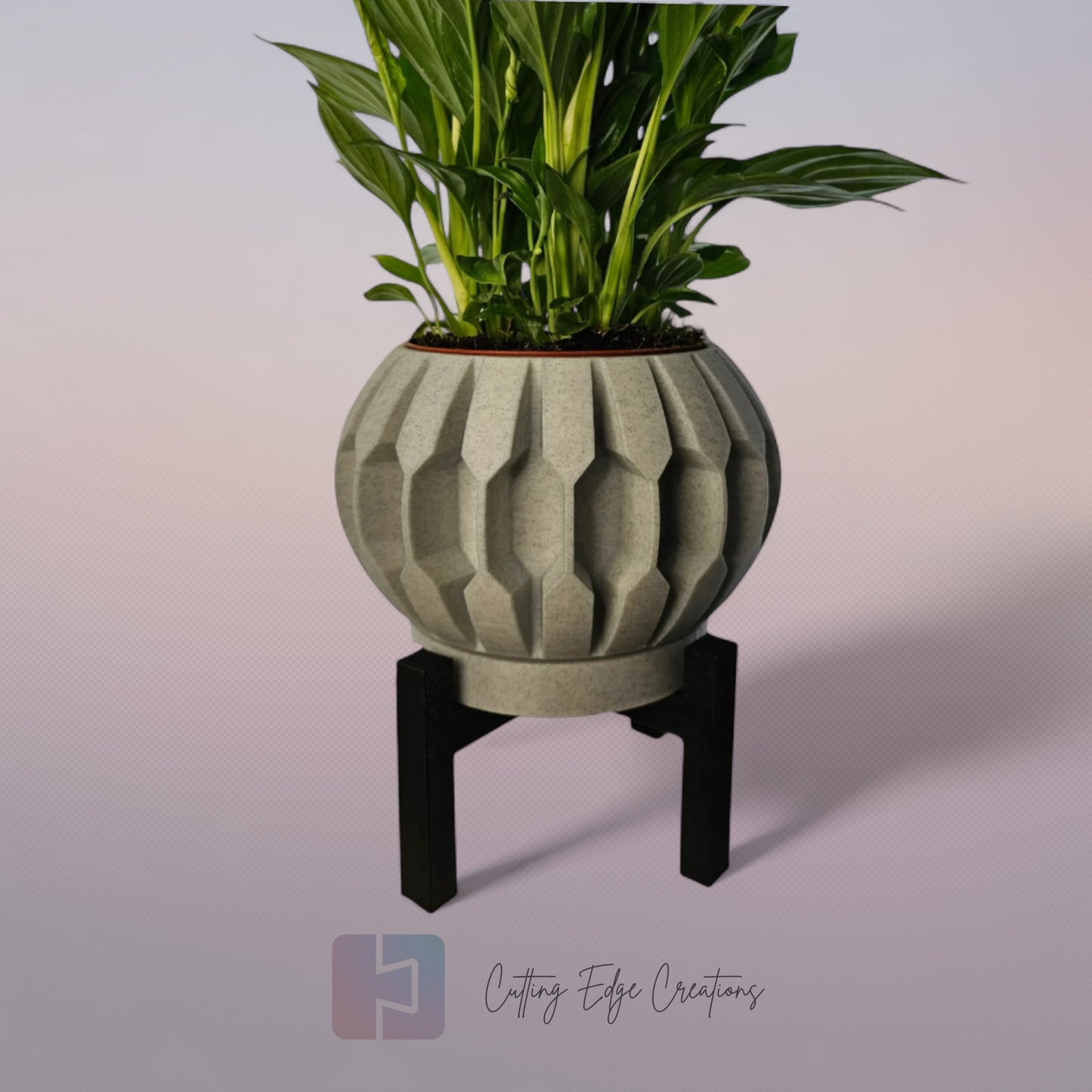 Century Planter