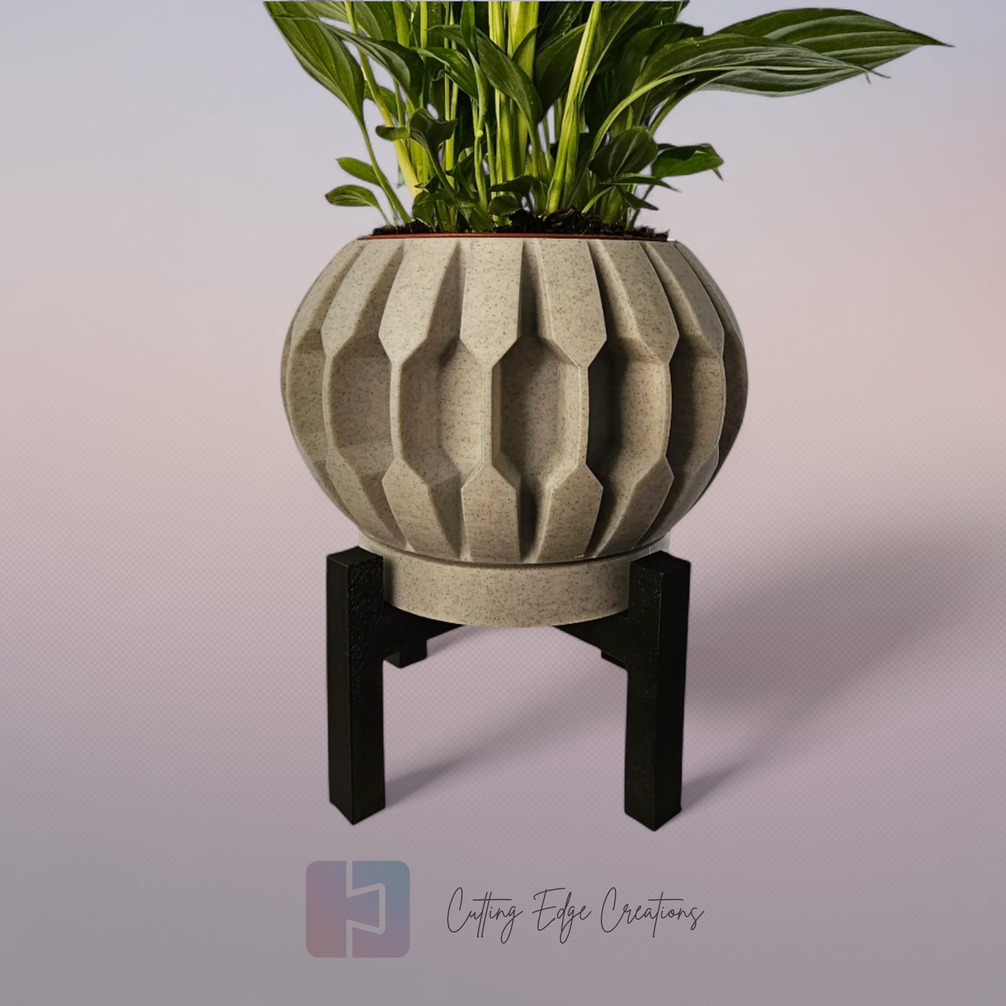 Century Planter